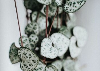 Alex’s Florida Plant Assortment – FineGardening