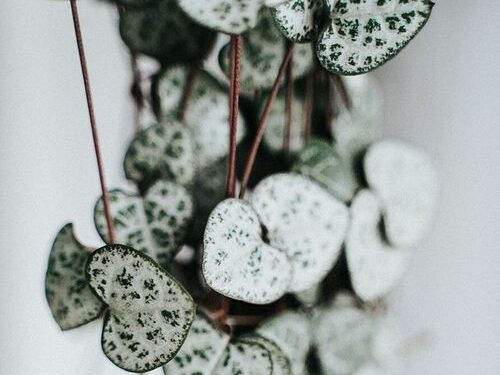Alex’s Florida Plant Assortment – FineGardening