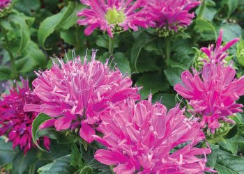 The right way to create a pollinator-friendly backyard this spring