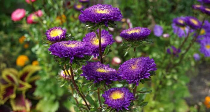 Annual Gardening and Annual Backyard Deign
