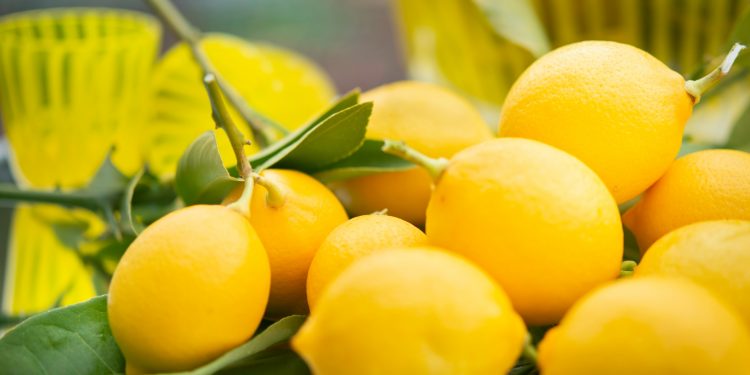 Espoma | The way to Develop Citrus Fruit Indoors