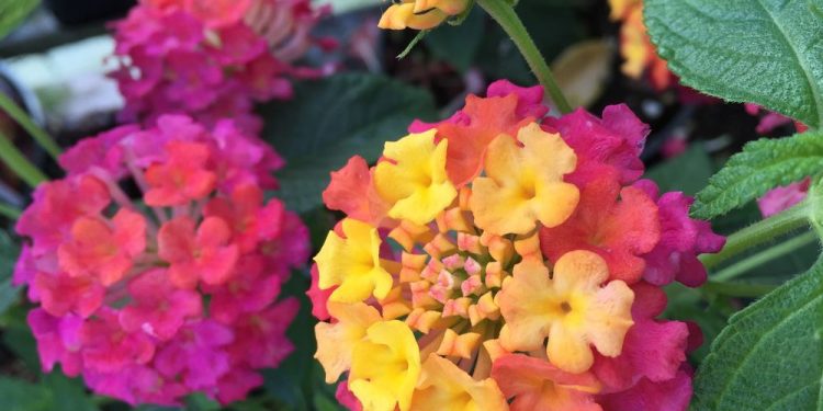 Brian Minter: Solar loving vegetation that like the warmth