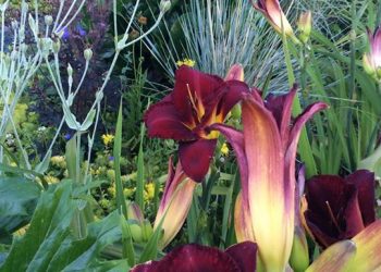 Annuals which is able to Grown on Poor Soil