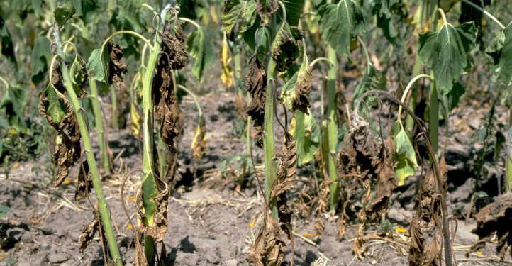 Verticillium Wilt: Extensive-Ranging Plant Pathogen
