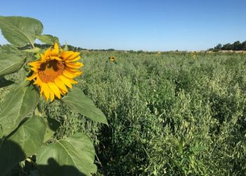 It’s time to return soils to their authentic construction and natural content material