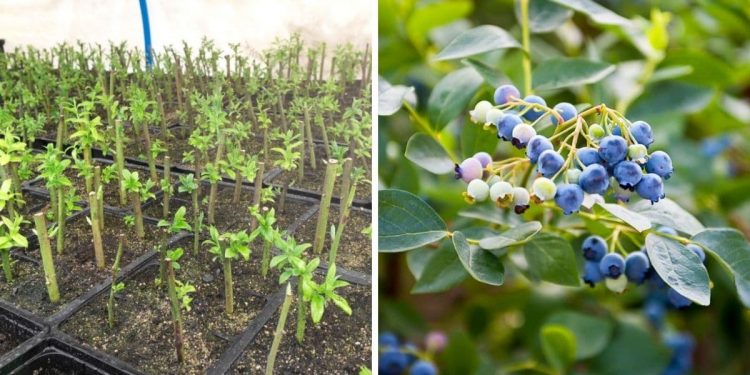 3 Tricks to Propagate Blueberries from Cuttings + Learn how to Do it