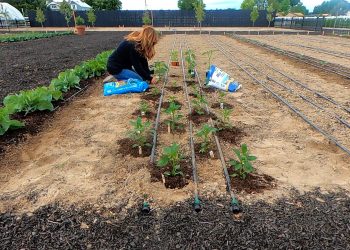 Video: Planting Peppers with Backyard Reply!