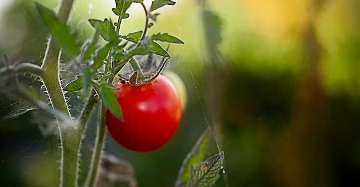 Rising Tomatoes Indoors: Yr-Spherical Fruit