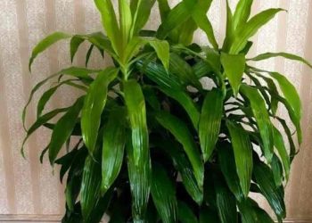 Utilizing Liquid Or Granular When Feeding Dracaenas