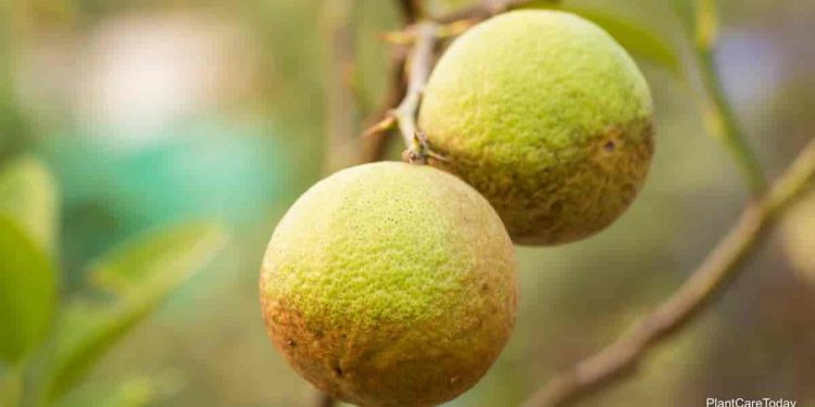 Can You Use Neem Oil To Get Rid Of Thrips?