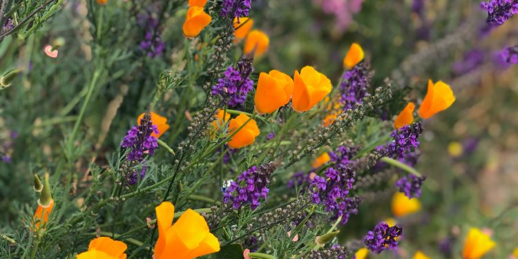 Espoma | Stroll Down the Aisle with These Wildflowers in Your Bouquet