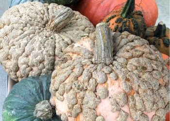 Brian Minter: Harvesting our gardens for Thanksgiving