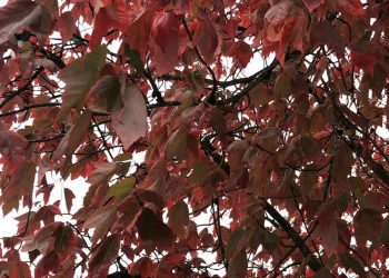 Brian Minter: Bushes that cool your property in summer season and look spectacular in fall