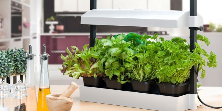 Lighting will go lengthy technique to hold indoor crops wholesome in winter