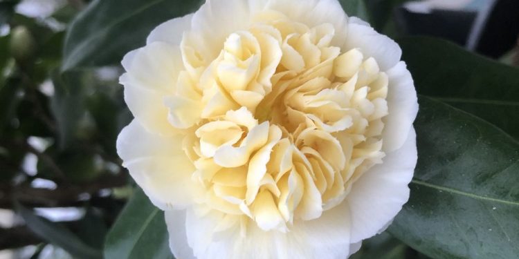 Brian Minter: Late fall and winter flowering Camellias are a delight to have in any backyard