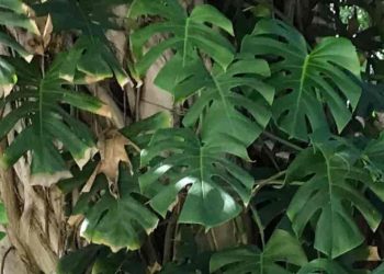 Rising Small Leaf Monstera Deliciosa