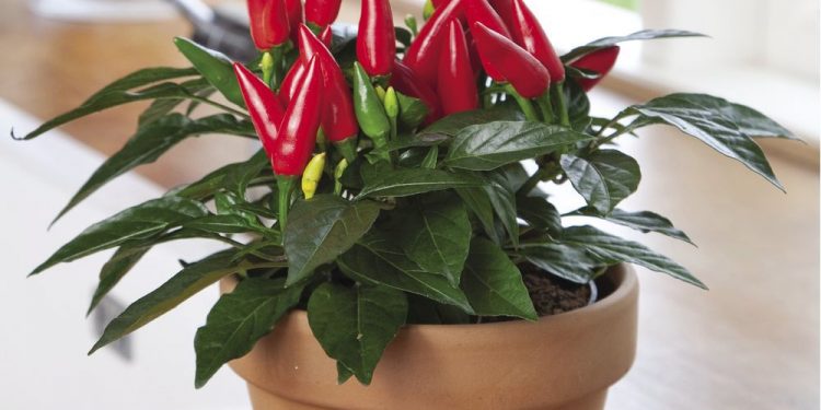 New sequence of ready-to-harvest mini tomatoes, peppers coming to shops