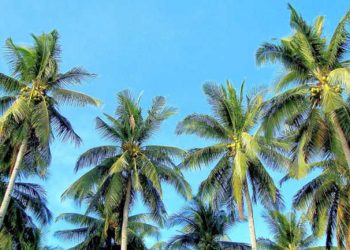 Coconut Tree Suggestions: Rising A Coconut Palm