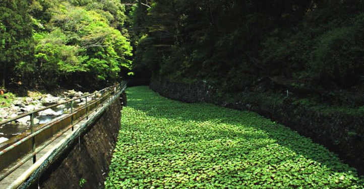 How To Develop Wasabi: Complicated However Rewarding