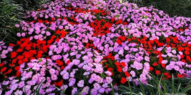 How To Simply Begin Impatiens Cuttings