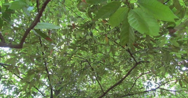 Nutmeg Tree: Rising Two Tropical Spices