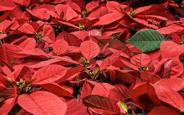 Your Christmas Poinsettia Can Bloom Once more