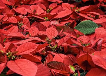 FUN FACTS ABOUT POINSETTIAS