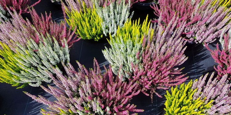 Accessible now, please give Bud Bloomers heathers a strive