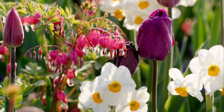 Alternatives to create wonderful bulb mixtures exist in our gardens