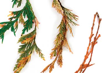 Study to Forestall and Management this Widespread Conifer Tree Illness