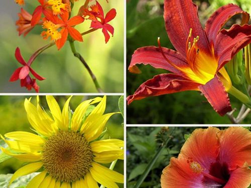 Nancy’s Florida Backyard – FineGardening