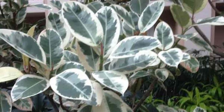 Why Are My Rubber Plant Dropping Leaves?