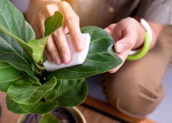 How To Get Rid Of Spider Mites On Fiddle Leaf Fig