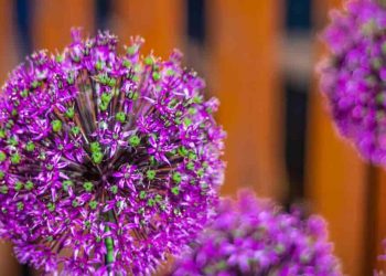 The Finest Allium But Boast Massive Flower Heads
