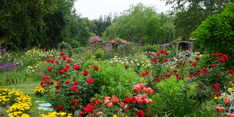 Rose Gardening – The right way to plant backyard rose