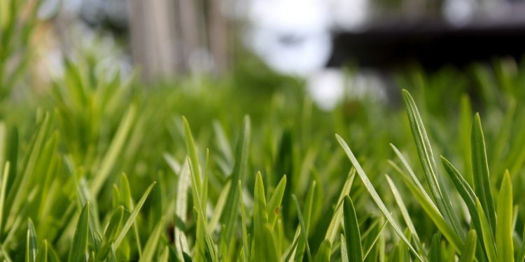 The Great thing about Synthetic Grass Installations » Residence Type