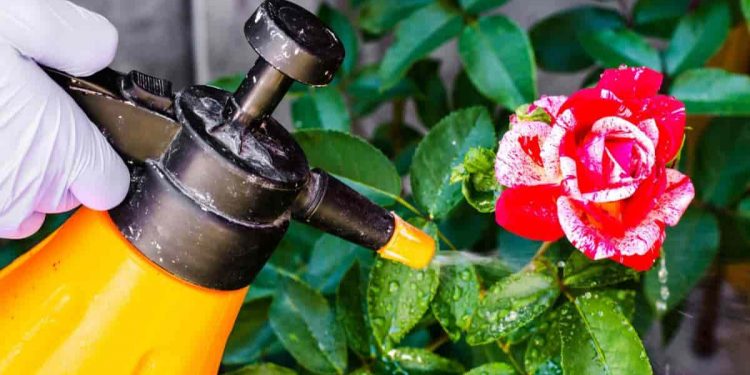 Pure Treatments To Get Rid Of Aphids
