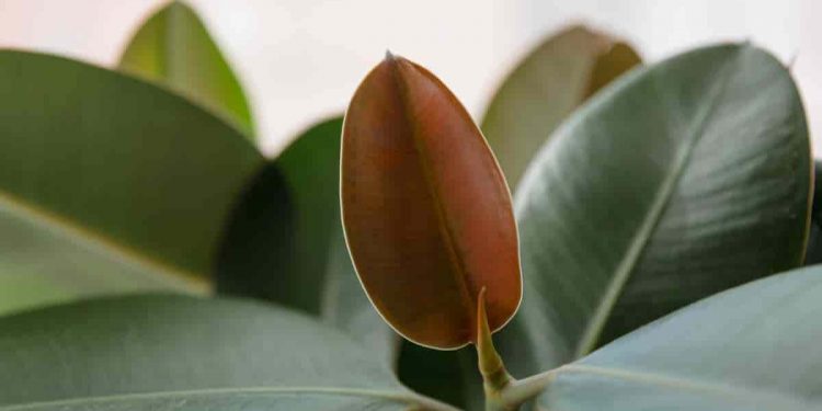 Why Are My Rubber Plant Leaves Falling Off?