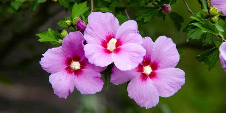 How To Propagate Rose Of Sharon Vegetation