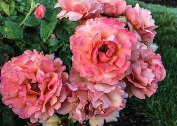 Roses beneficial in your backyard