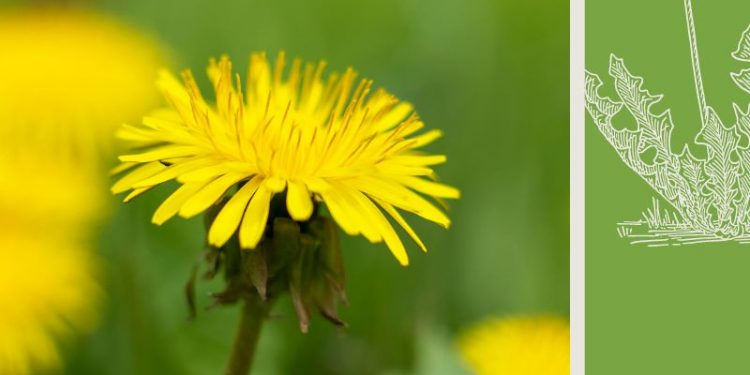 The Worthiest Weed