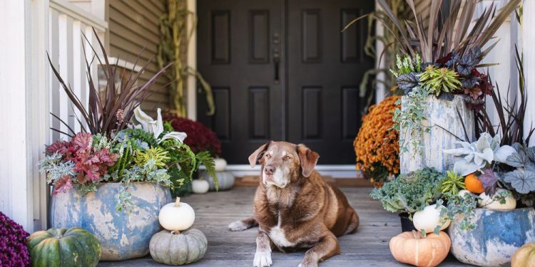 The Dwelling Entrance: Fall’s a wonderful season to raise your backyard