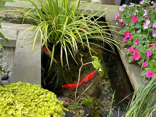 Terrie’s City Sanctuary – FineGardening