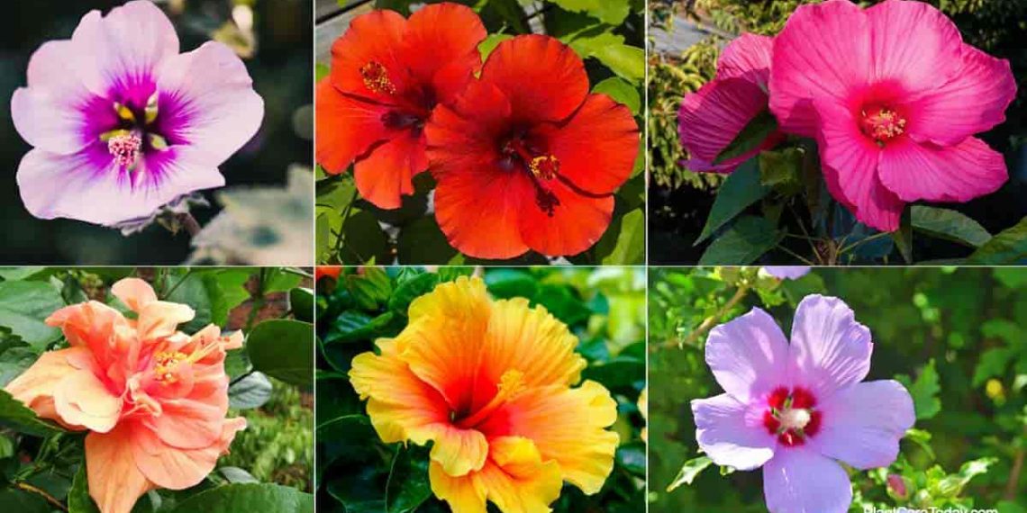 What Are The Completely different Hibiscus Varieties? - The Pro Garden