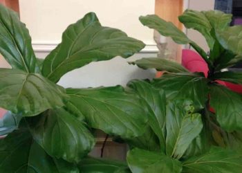Are Fiddle Leaf Fig Bushes Protected For Cats?