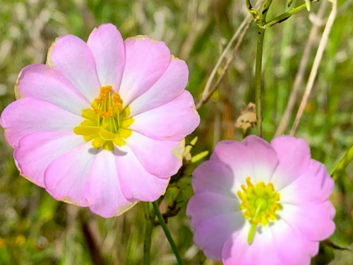 Uncommon Beauties From Wiley – FineGardening
