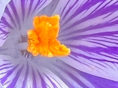 Shut-ups in Hugh’s Backyard – FineGardening