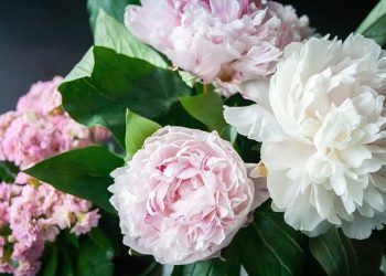 Peony, Perennials Information to Planting Flowers