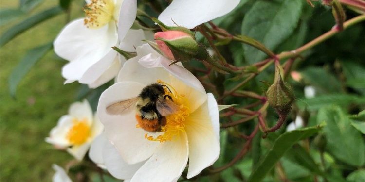Backyard traits to look at for this spring