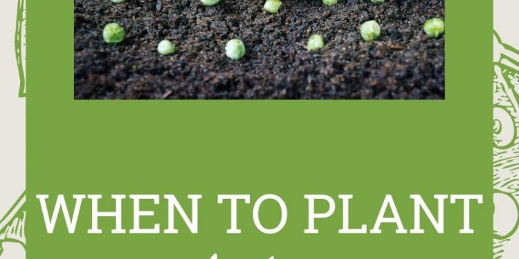 When To Plant English Peas